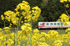 【秋田内陸線】風に揺れる健気な菜の花