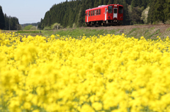 【秋田内陸線】赤い列車と菜の花畑
