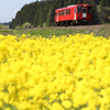 【秋田内陸線】赤い列車と菜の花畑