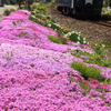 【秋田内陸線】芝桜の桂瀬駅