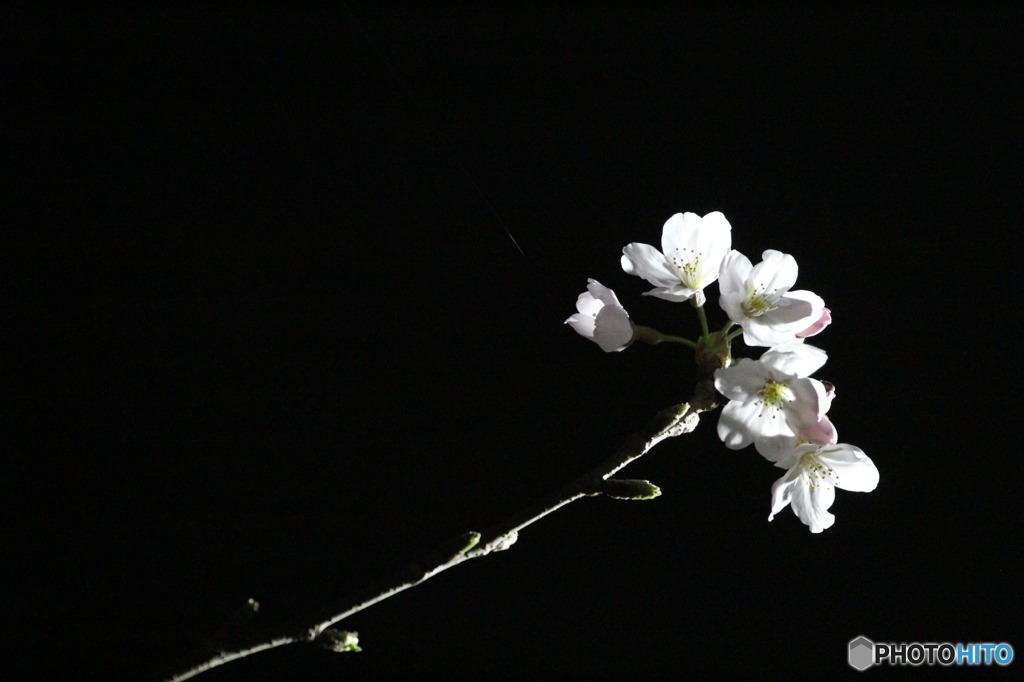 夜桜