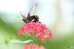 蝶と花