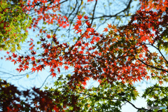 イロイロ
