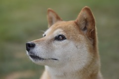 我が家の忠犬