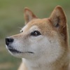 我が家の忠犬