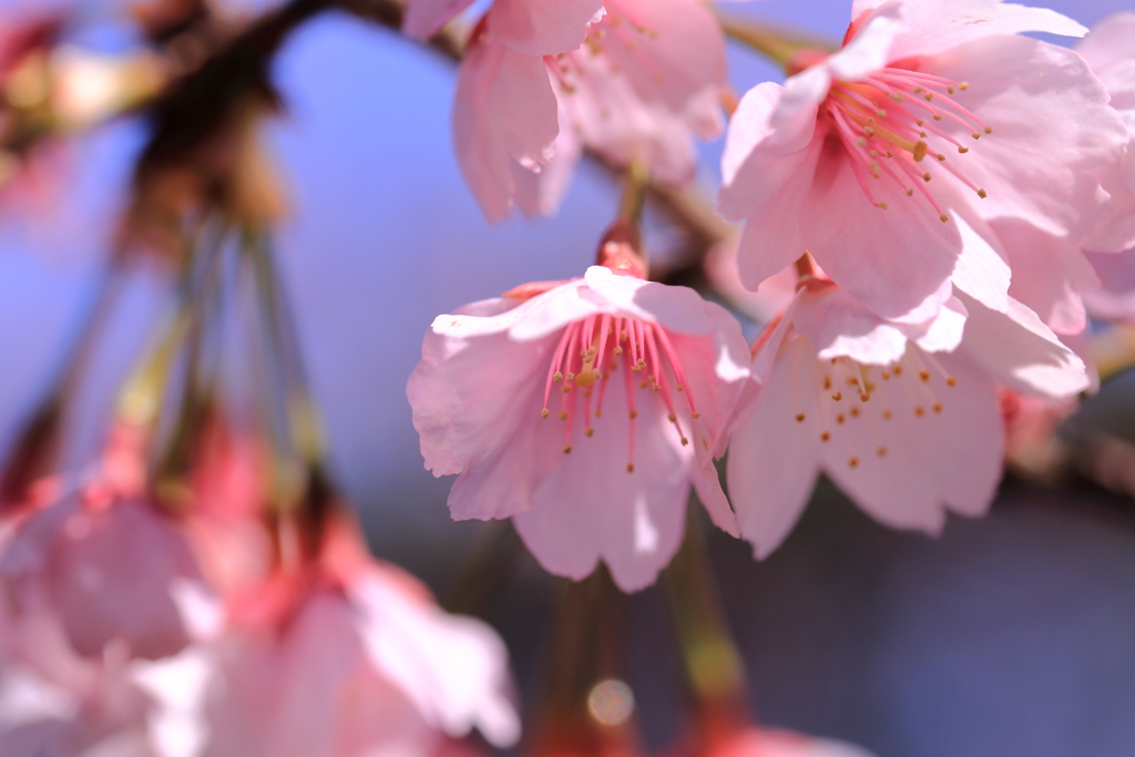 華やかな春