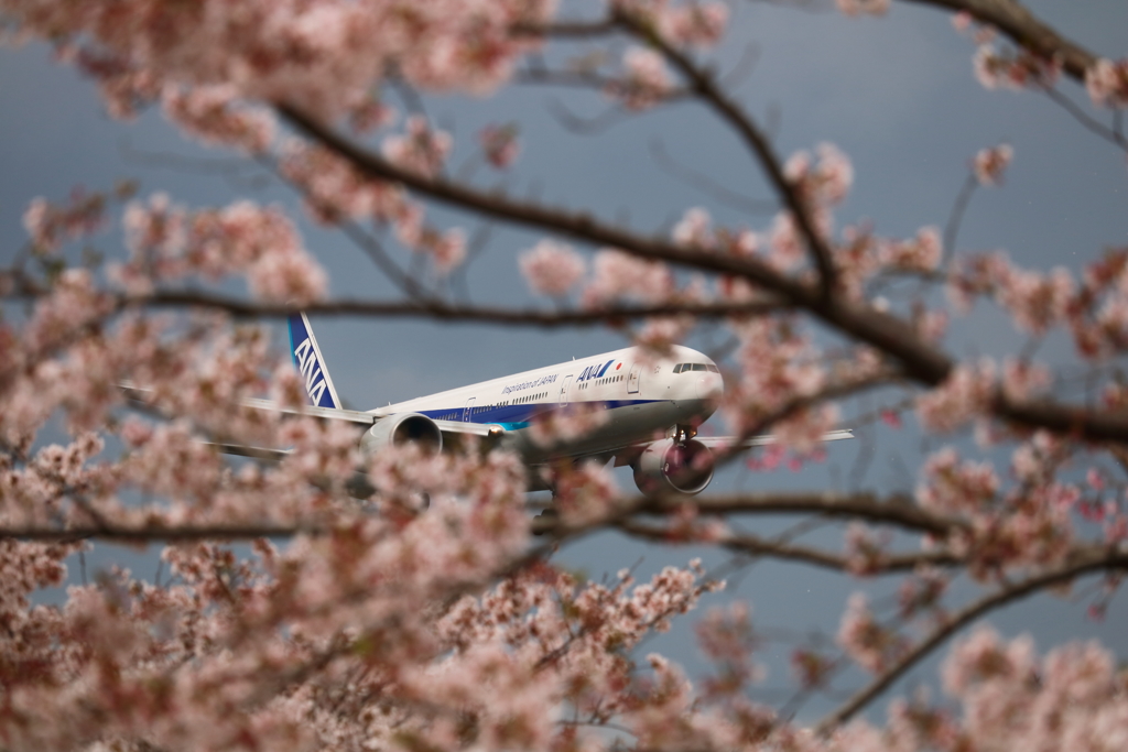 桜…待ち遠しい