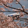 桜…待ち遠しい