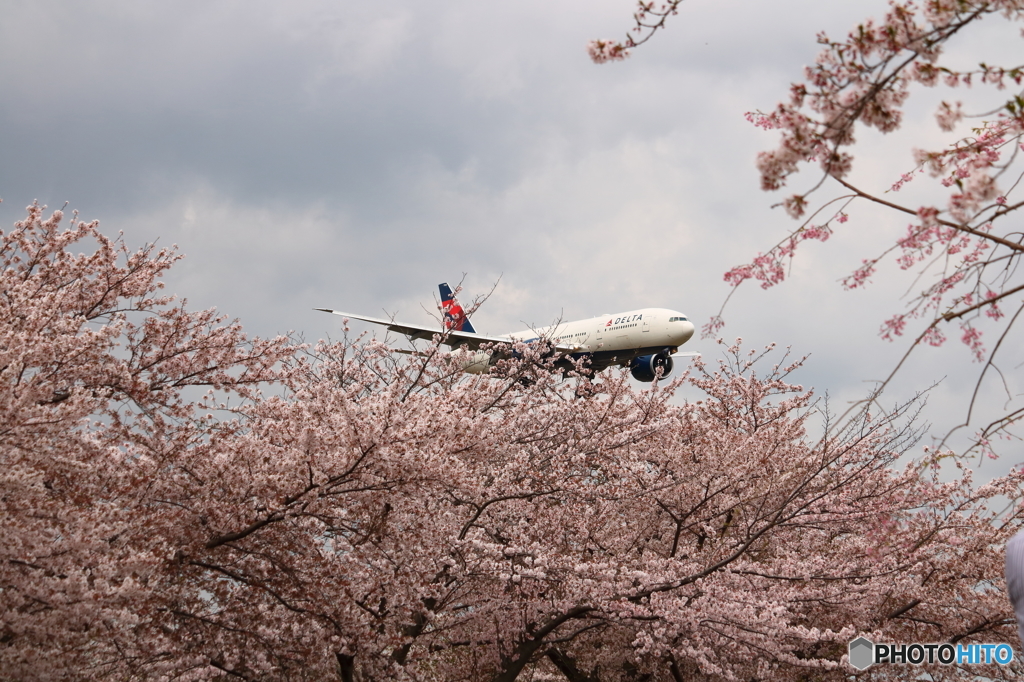 桜