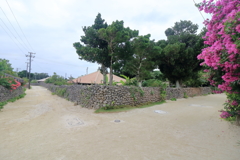 竹富サンゴ石垣の路