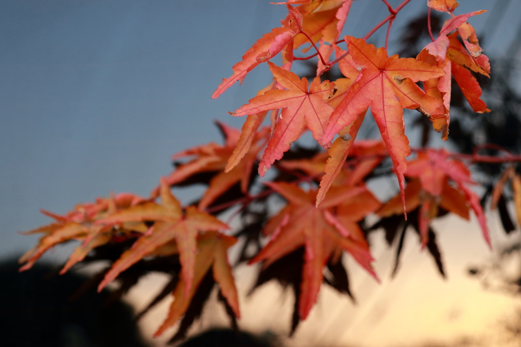 ガラスに映る紅葉