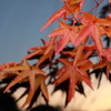 ガラスに映る紅葉