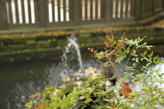 秋雨