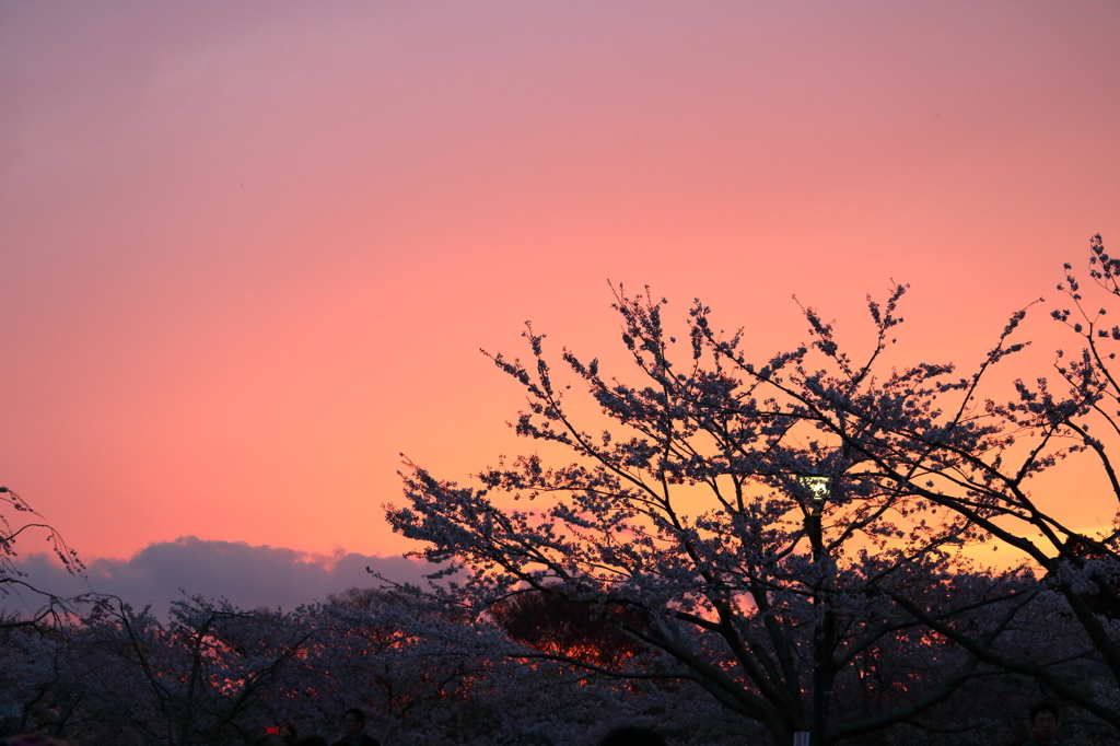 夕焼け桜