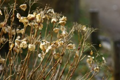 natural dry