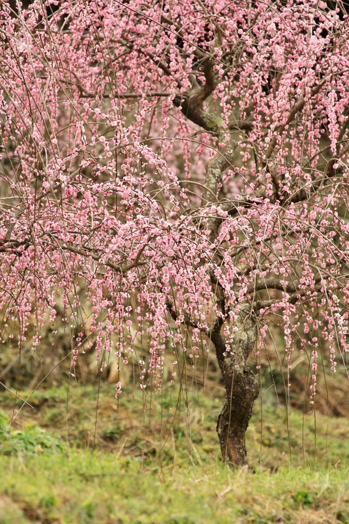 野田のしだれ梅