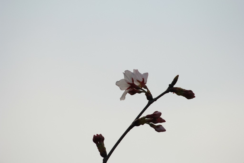 IMG_0806