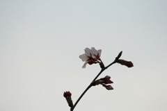 IMG_0806