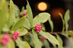 沈丁花