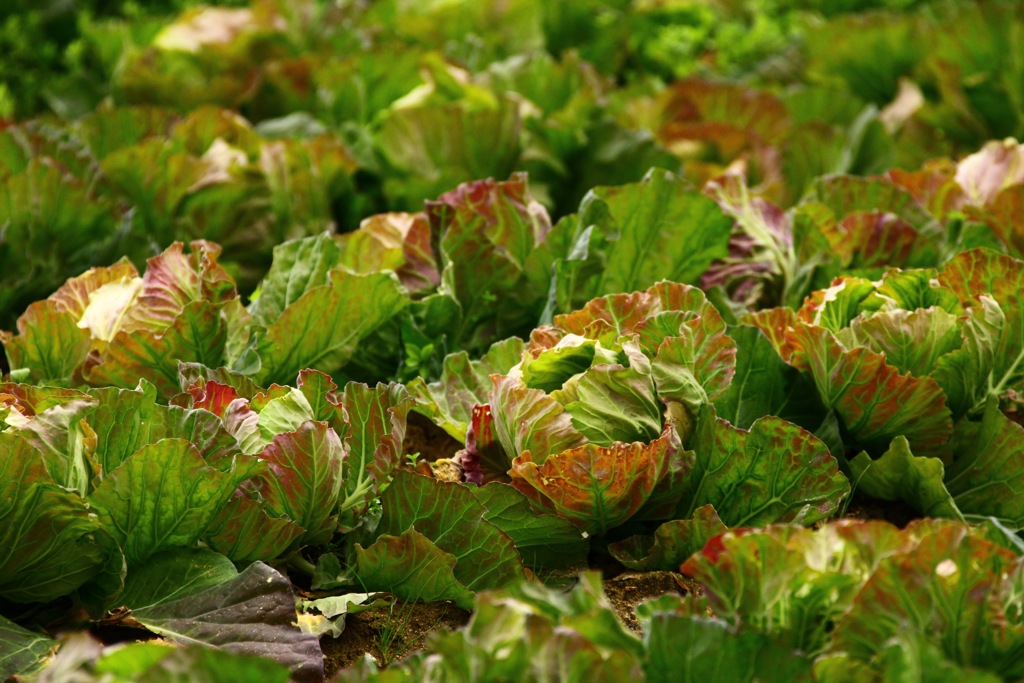 cabbage