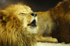 ライオンも朝は眠い