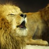 ライオンも朝は眠い