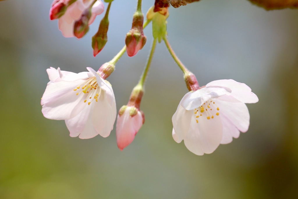 桜