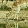 水辺の鹿