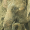 longnose