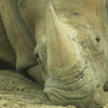 rhino