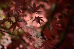 栃木県 日光市 輪王寺