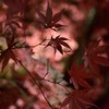 栃木県 日光市 輪王寺