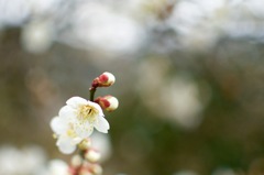 梅