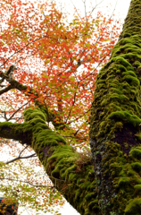 高野山紅葉2015