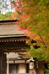 高野山紅葉2015