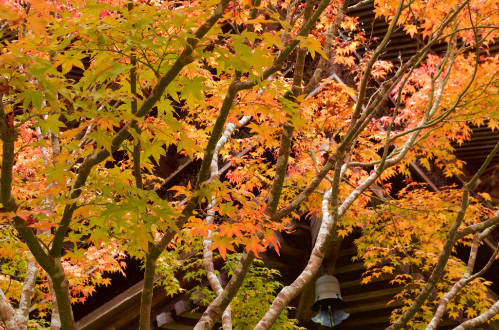 i高野山紅葉2015