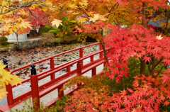 高野山紅葉2015