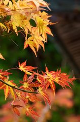 高野山紅葉2015