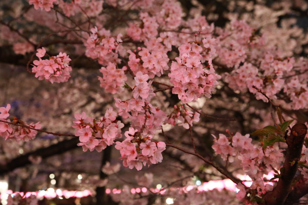 夜桜