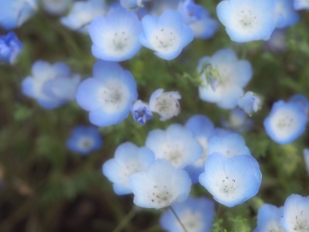 ネモネモ〜ほんわ〜フィラ*(*ﾟ▽ﾟ*)'･*:.｡.