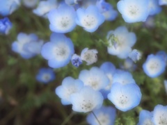 ネモネモ〜ほんわ〜フィラ*(*ﾟ▽ﾟ*)'･*:.｡.