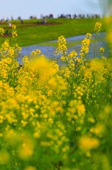 イエロー花