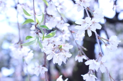 枝垂れ桜