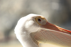 ペリカン