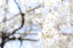 枝垂れ桜