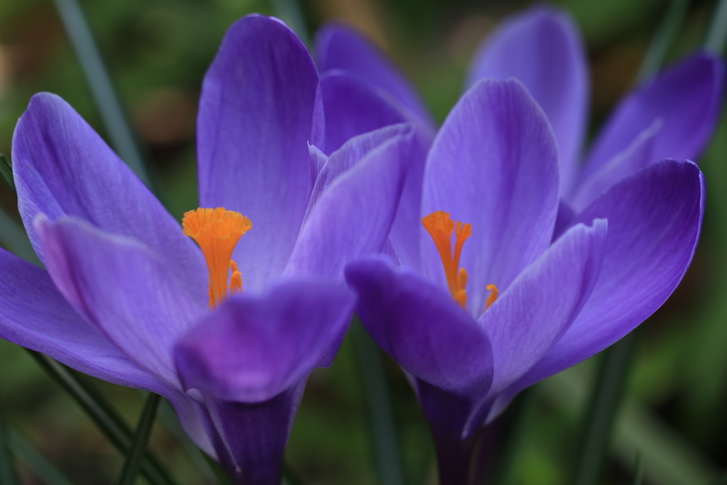 Purple Crocus