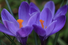 Purple Crocus