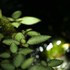 水辺の新緑