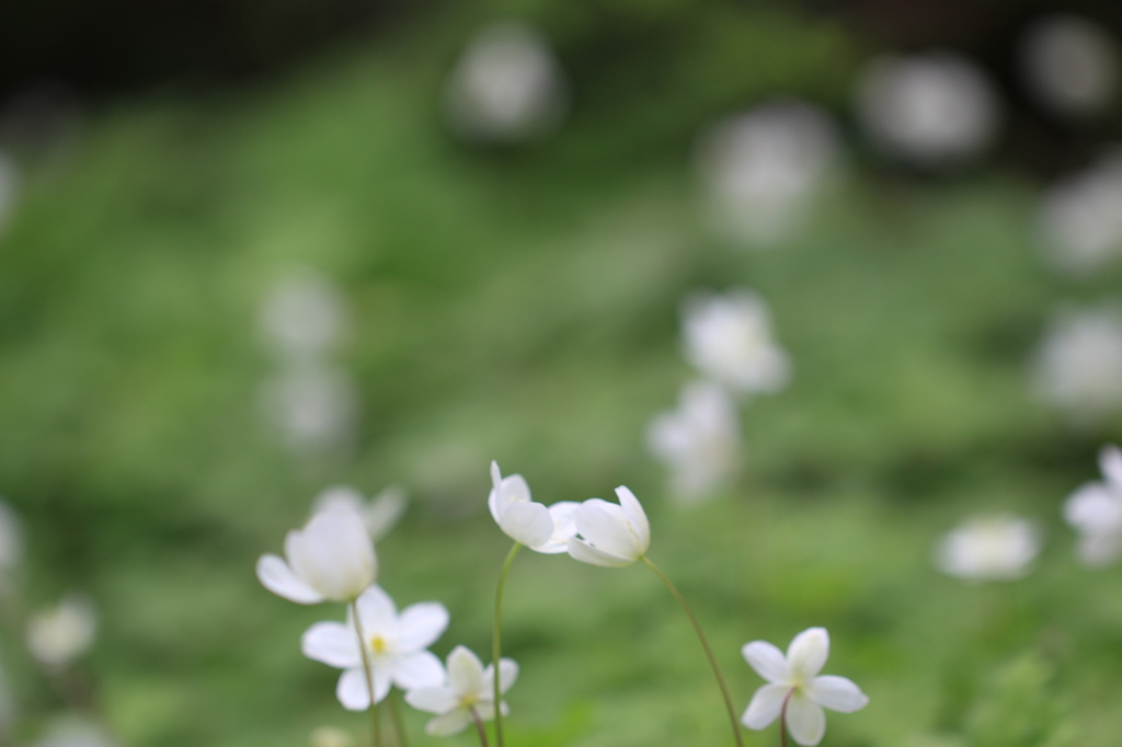 二輪草