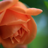 春の薔薇